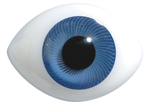 Regular Oval Doll Eyes